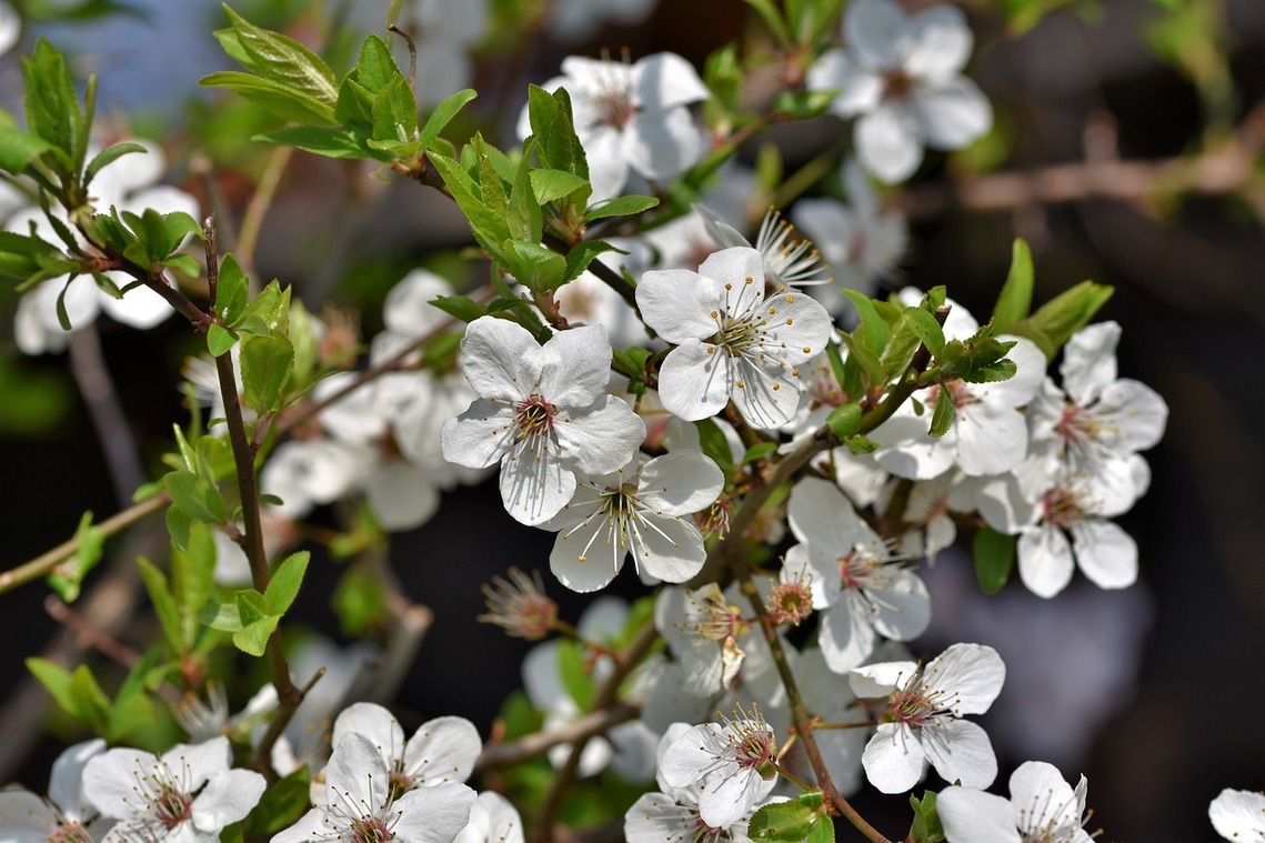 Close up of blackthorn blossom