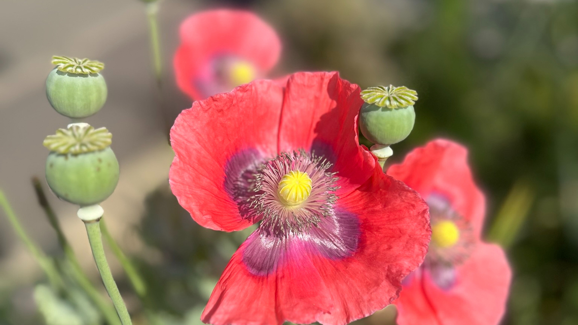 Close up of poppies