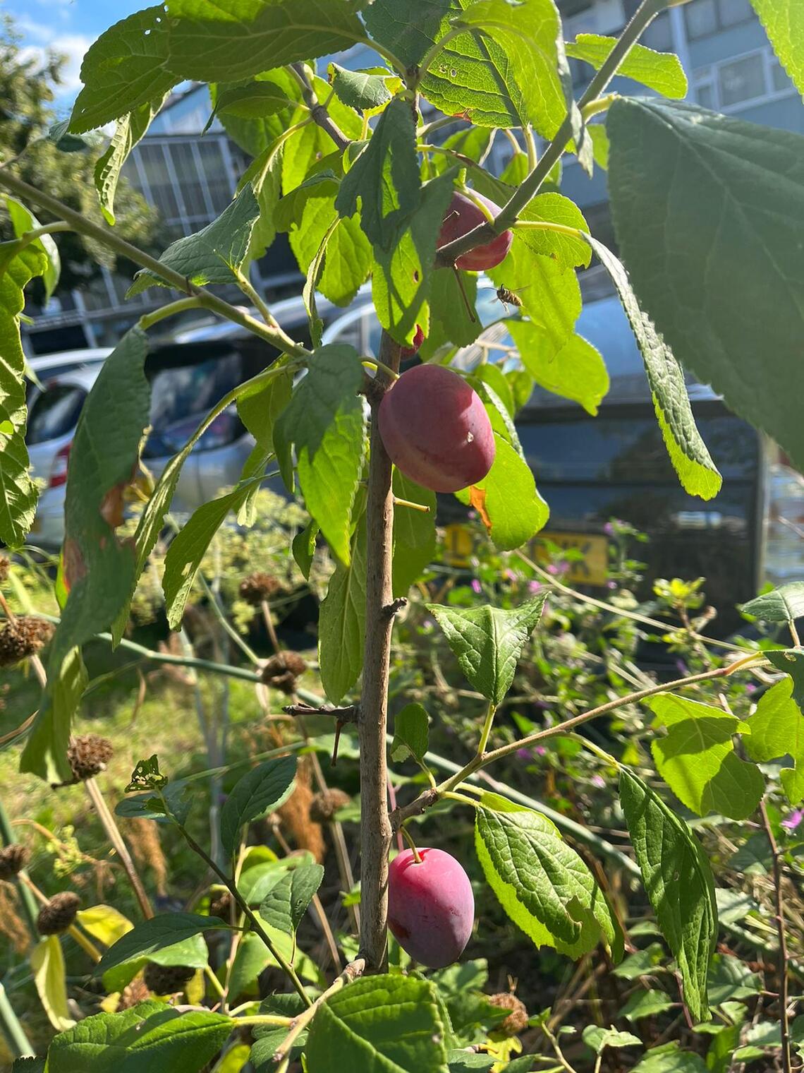 Plum Tree