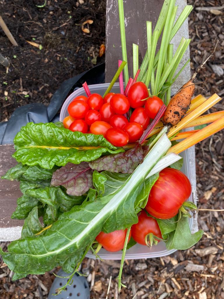 Freshly picked salad harvest